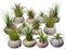 Sea Urchin and Airplant Assortment with 12 Sea Urchins and 12 Tillandsia Air Plants 1"-3"